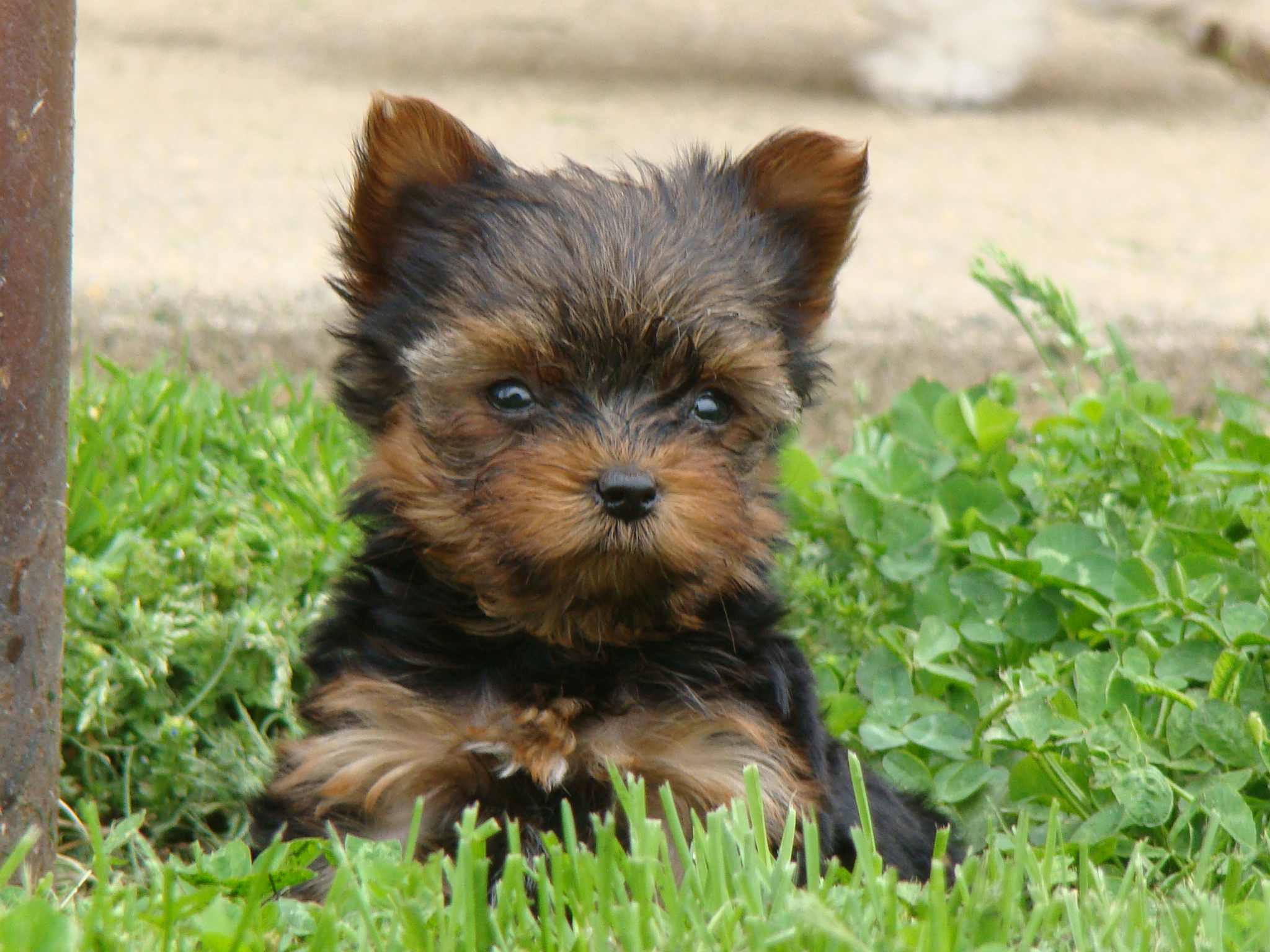 yorkie maltese poodle yorkie maltese morkie yorkiepoo puppies for sale is a maltese breeds picture yorkie maltese poodle yorkie maltese morkie yorkiepoo puppies for sale is a maltese breeds picture