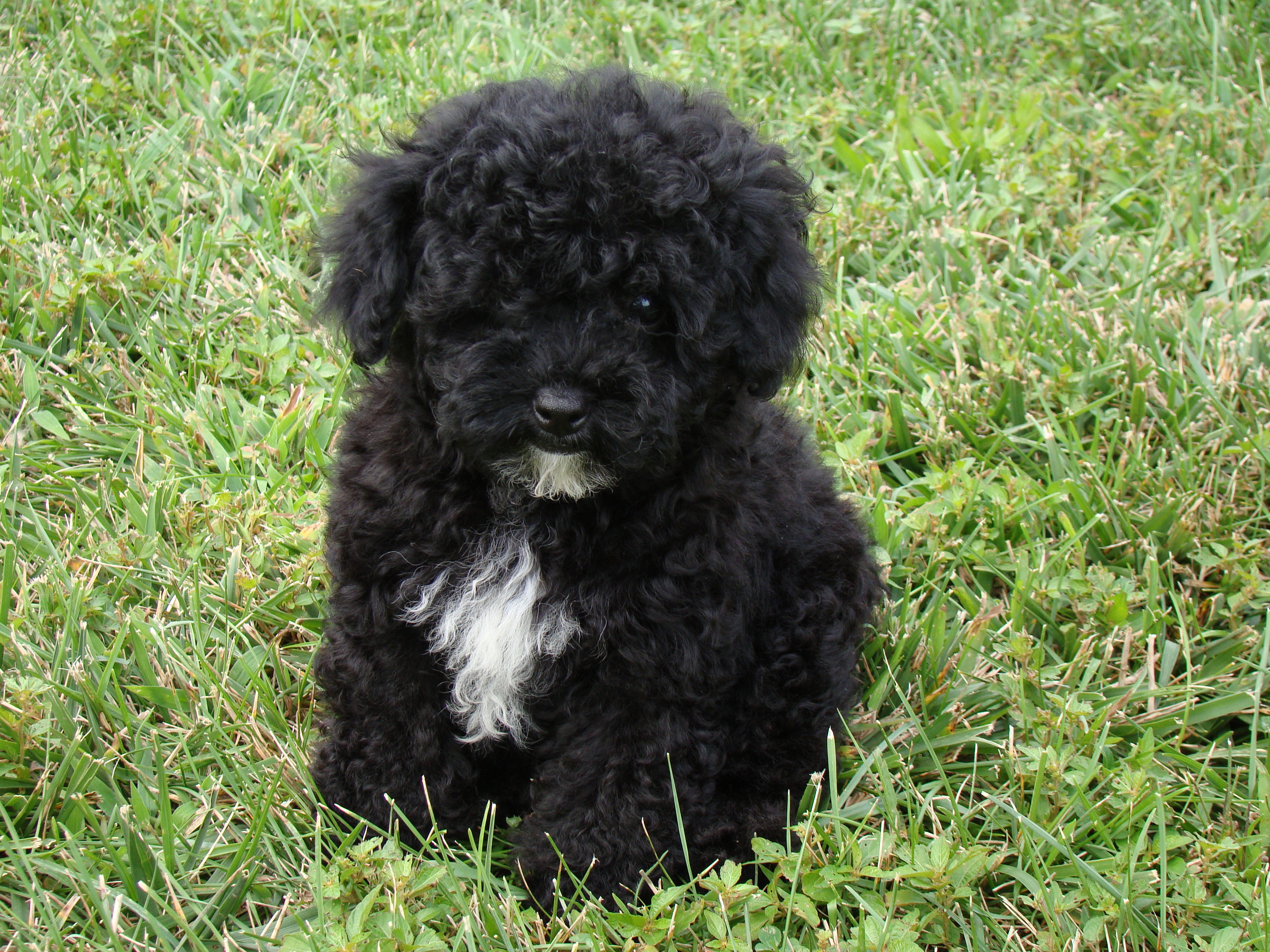 havanese and poodle mix pin black poodle maltese mix image search results on havanese and poodle mix pin black poodle maltese mix image search results on